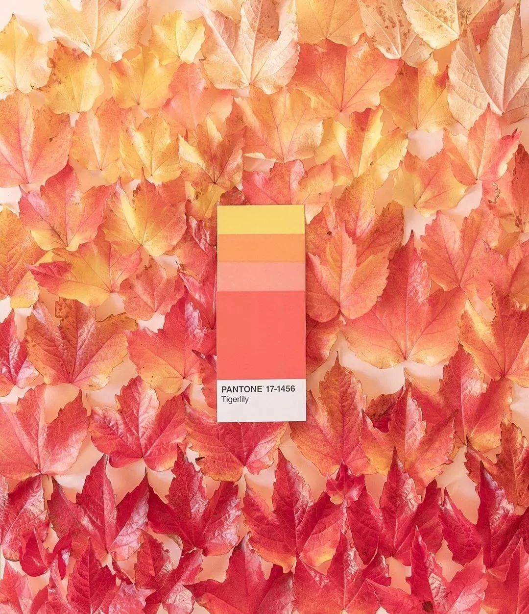 用对这5招配色“套路”，你的照片好看n倍！